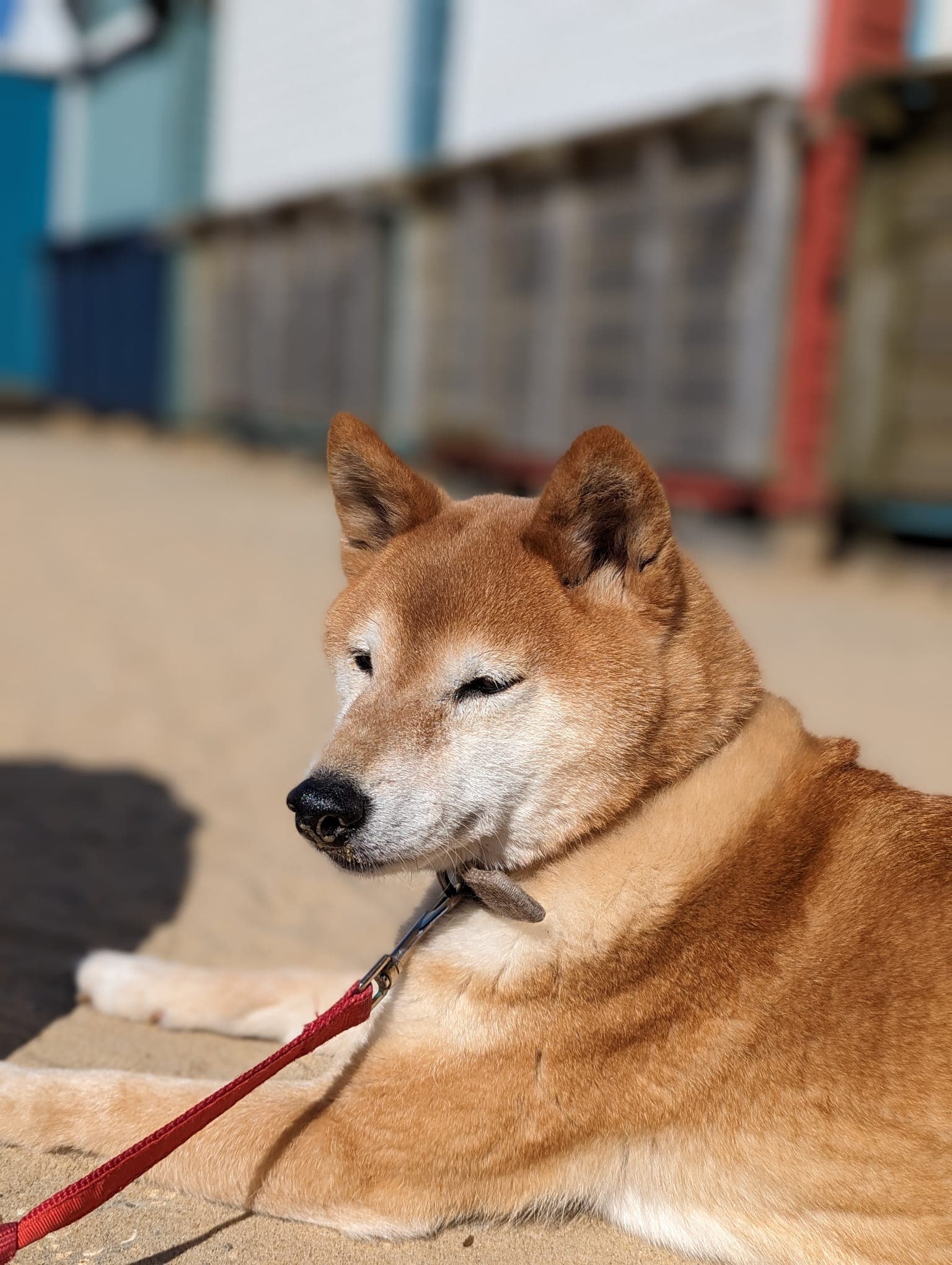 Archie the Shiba Inu